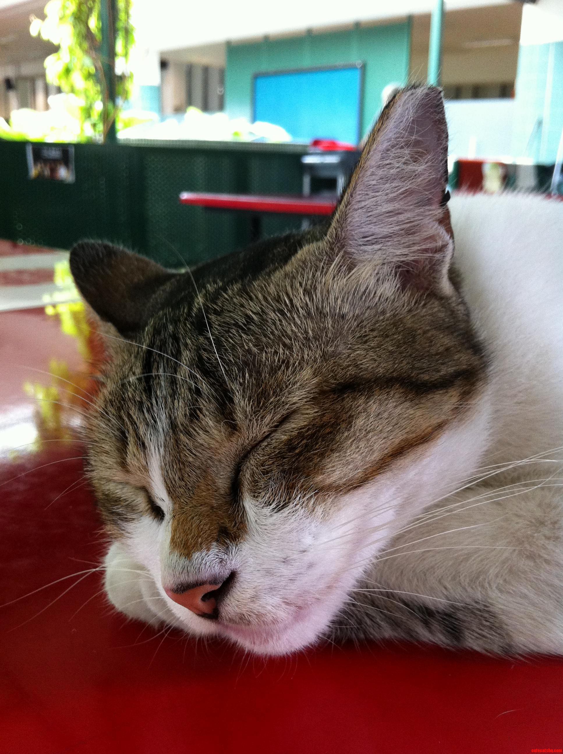 The School Cat At My Junior College – She Jumped Onto My Notes On Time And Made Studying Impossible