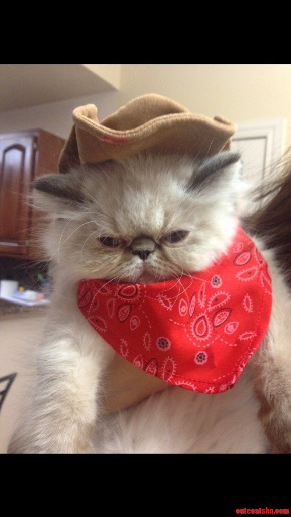 The Urban Cowboy Of Cats Valentino