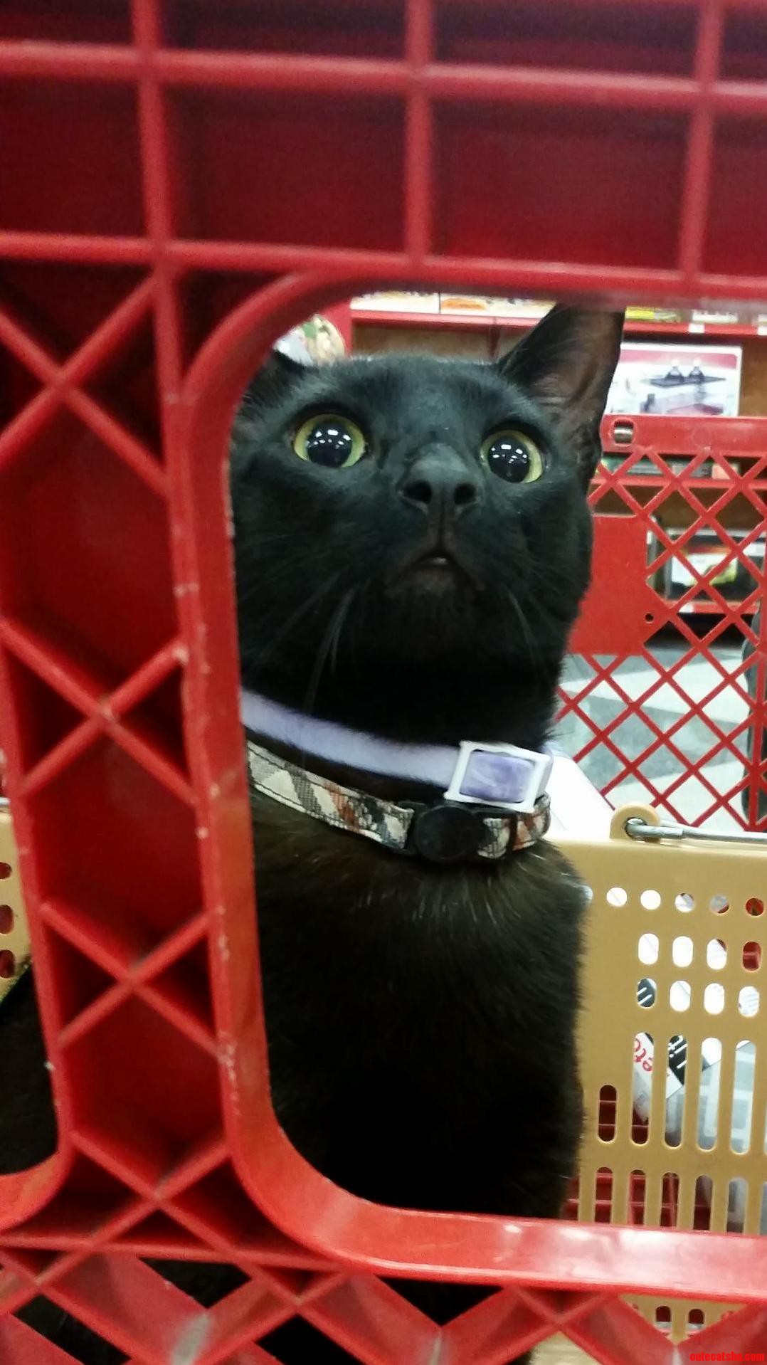 This Is My Cat Jasper. This Is His First Time At The Pet Store.