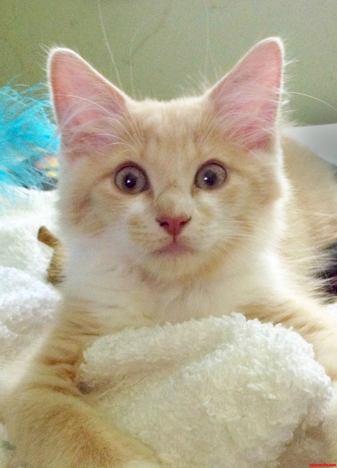 This Is The Look My Newly-Adopted 8 Week-Old Kitten Gave Me When He Heard My Dogs Howl