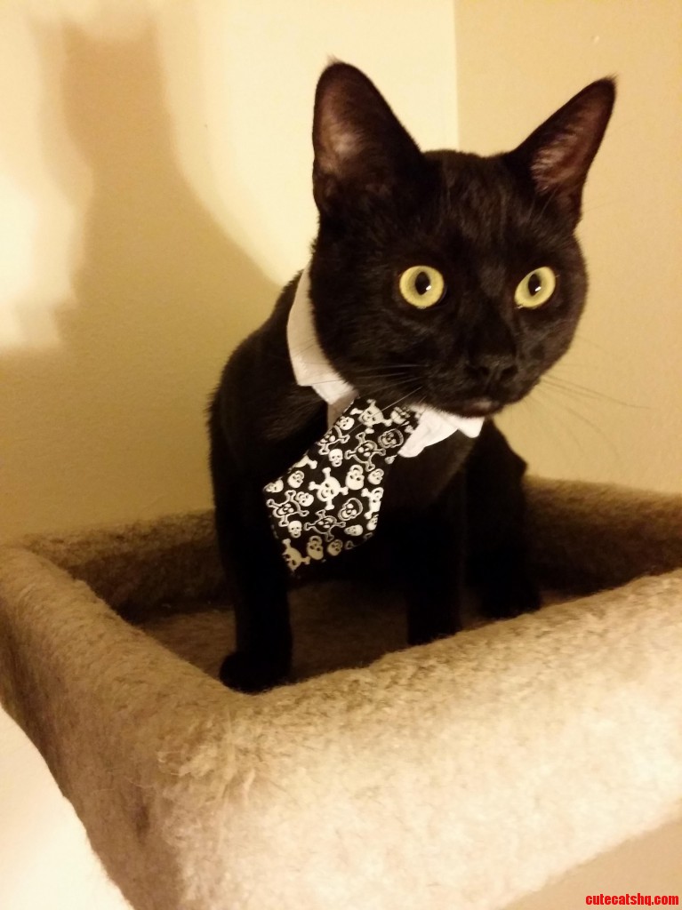 Such a creeper Cute cats HQ Pictures of cute cats and kittens Free