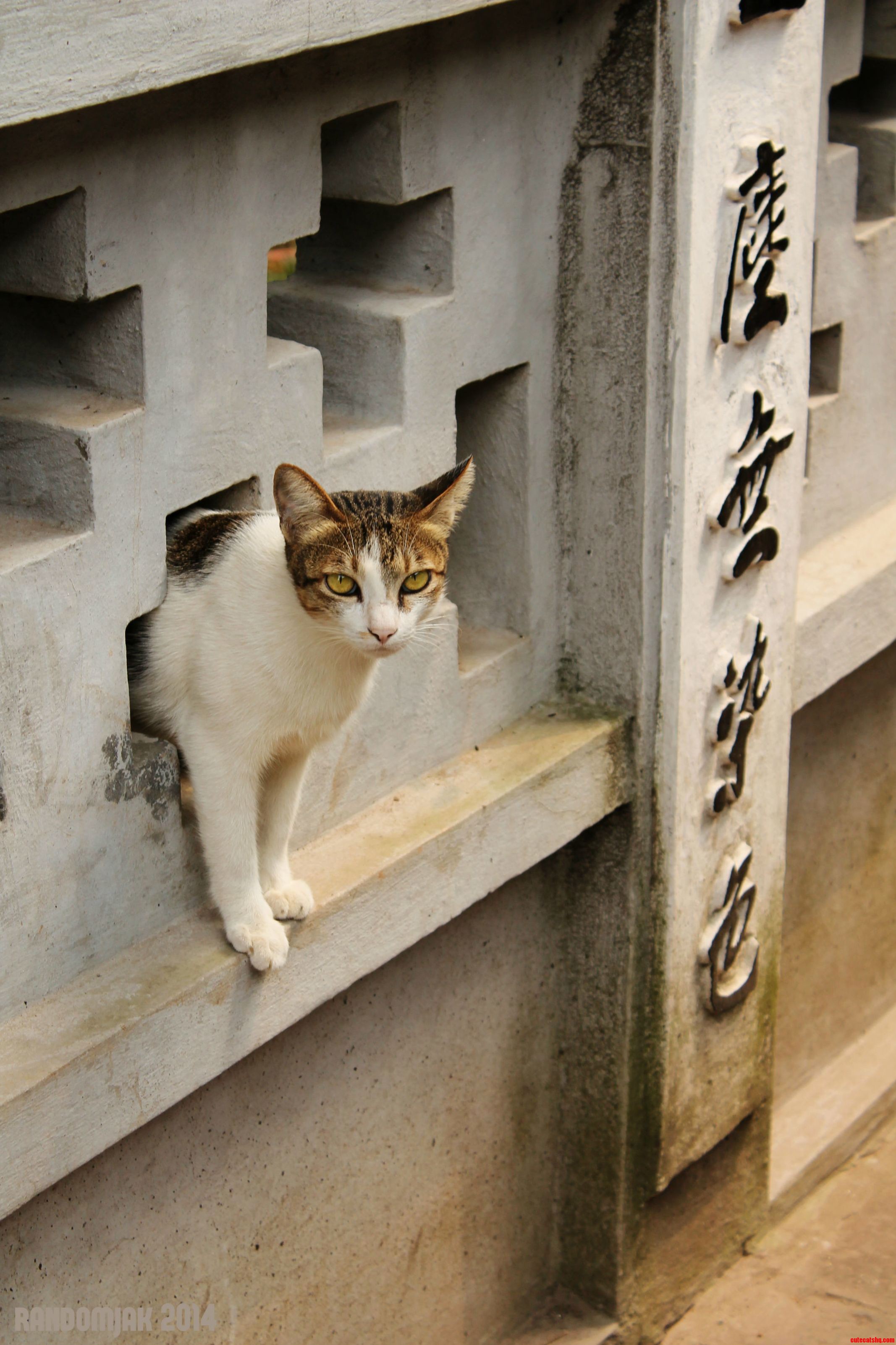 Cat in a wall – hanoi