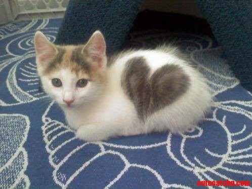 Cat with heart.