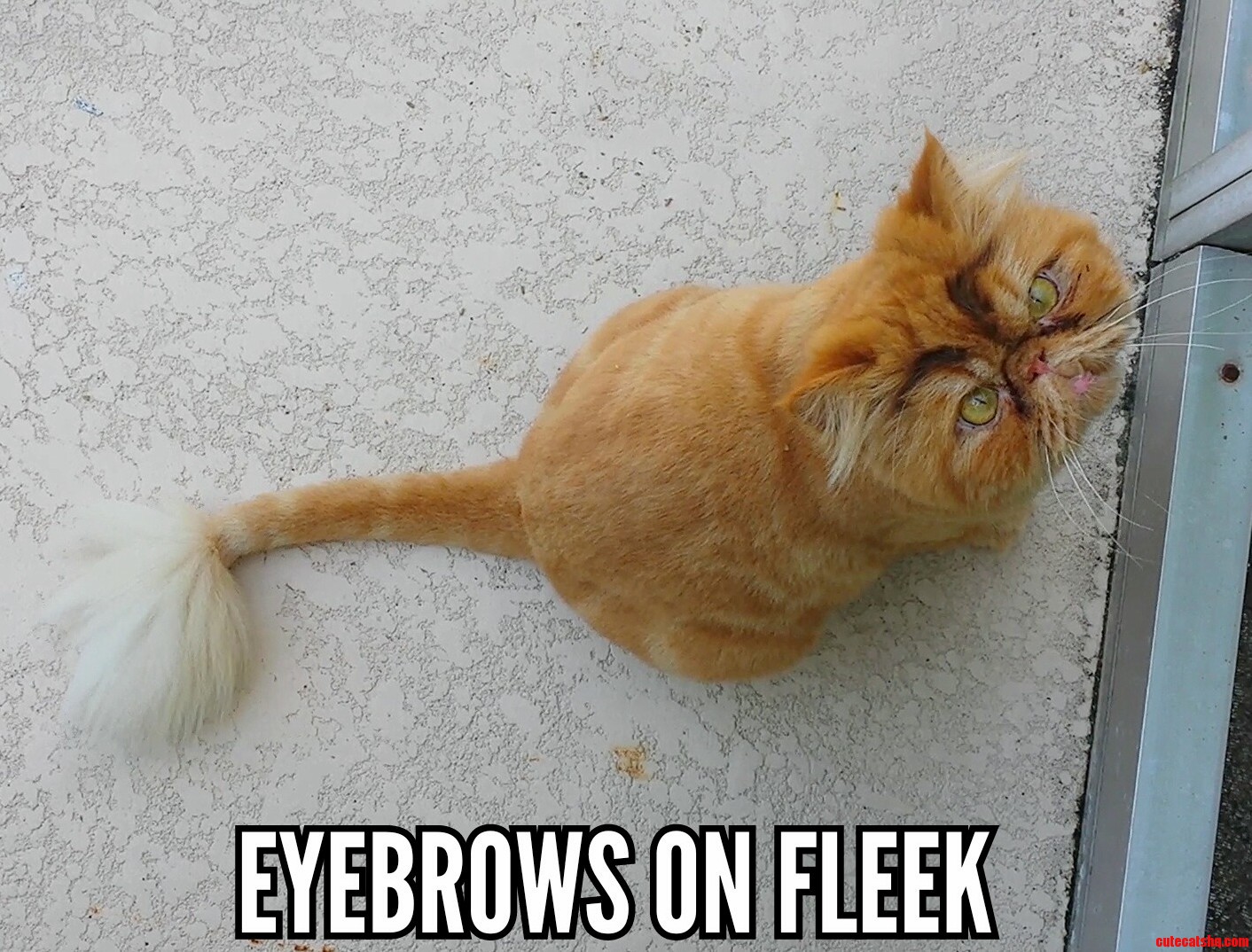 Eyebrows on fleek cat