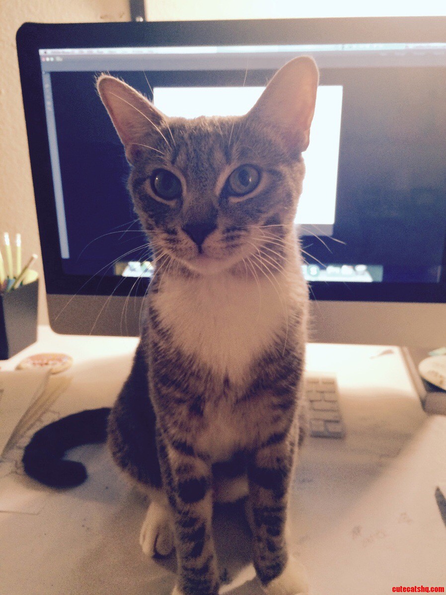 First she plops down in my chair in front of the computer. then she proceeds to sit here until pets and rubs have commenced.