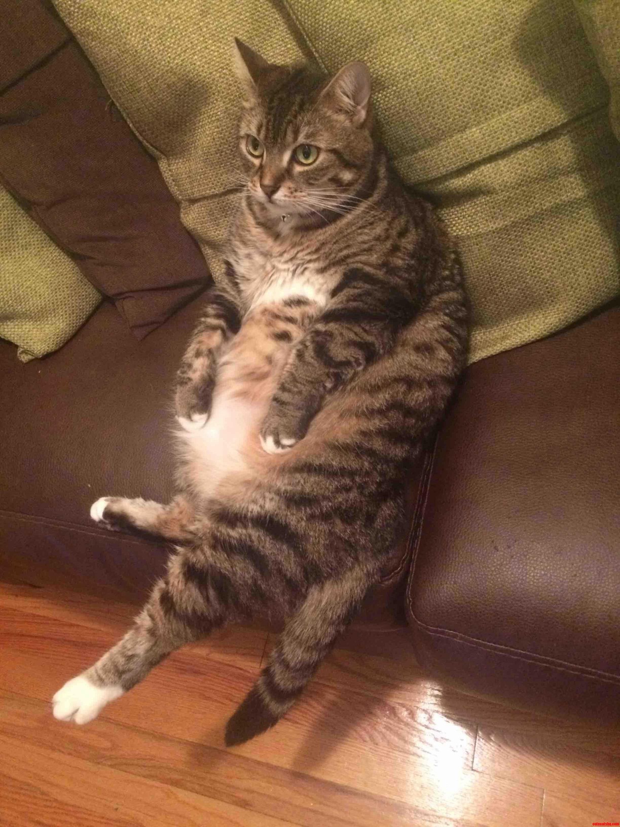 Found my cat sitting like this when i got home.