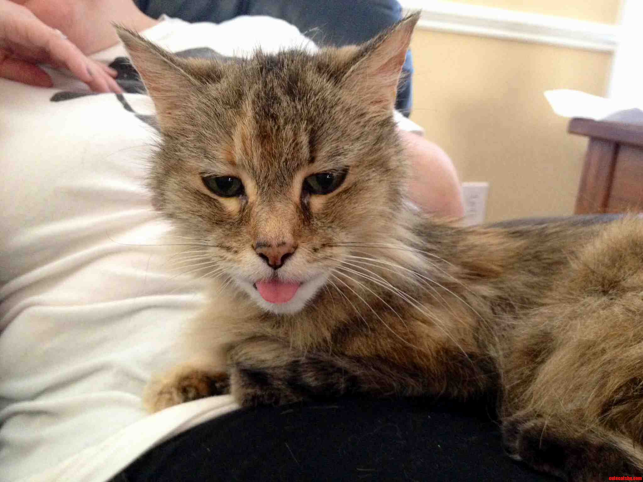 Frances whom i got when i was 13 years old im now 34 enjoys a good blep every now and then.