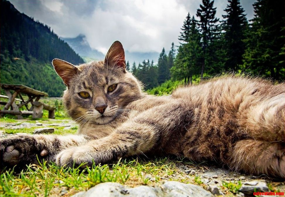 Just a cat in transylvania.