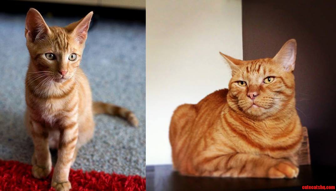 Kittencat – jin at 3 months and 6 years