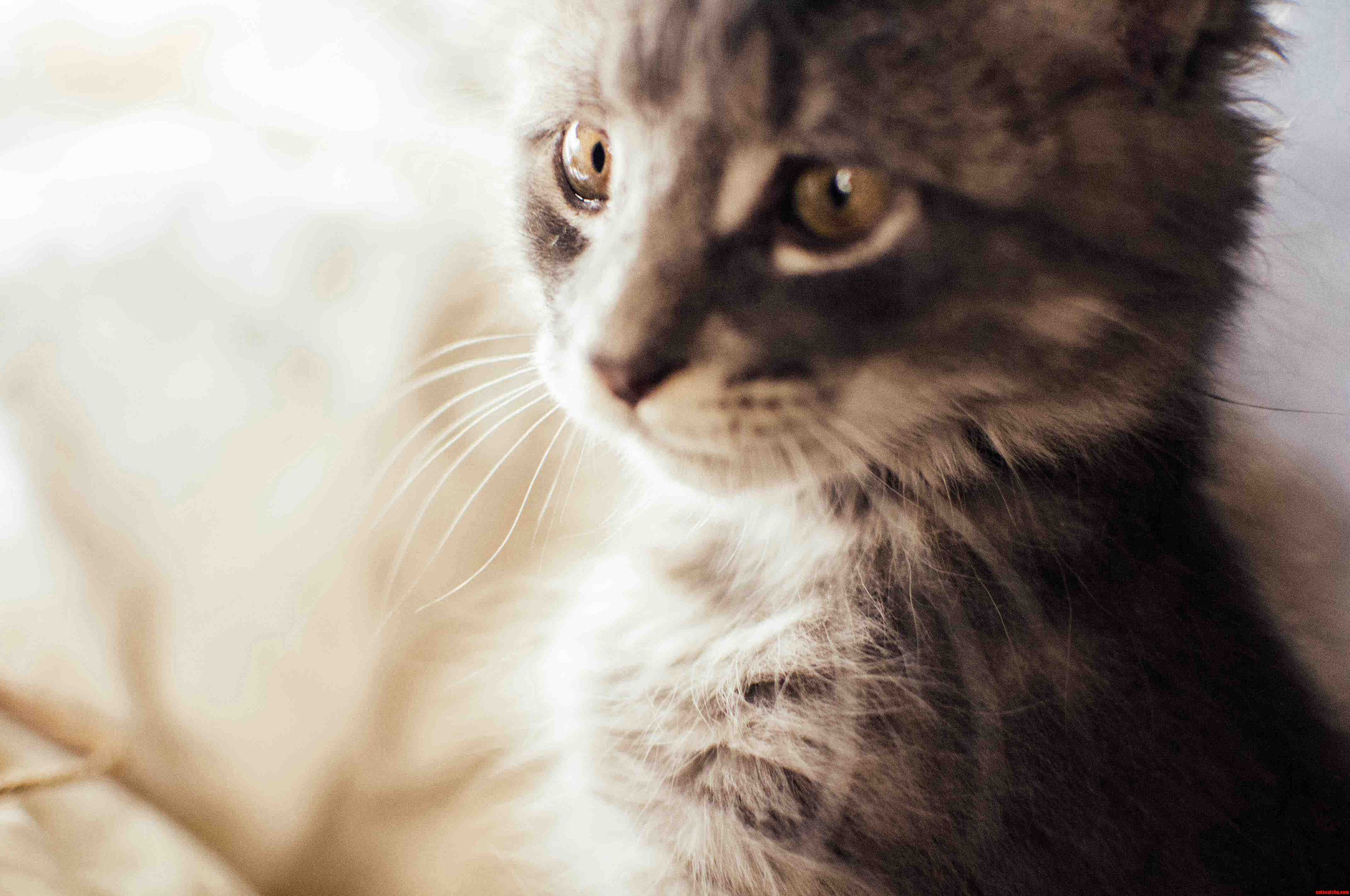 Meet Boo our super photogenic kitten.