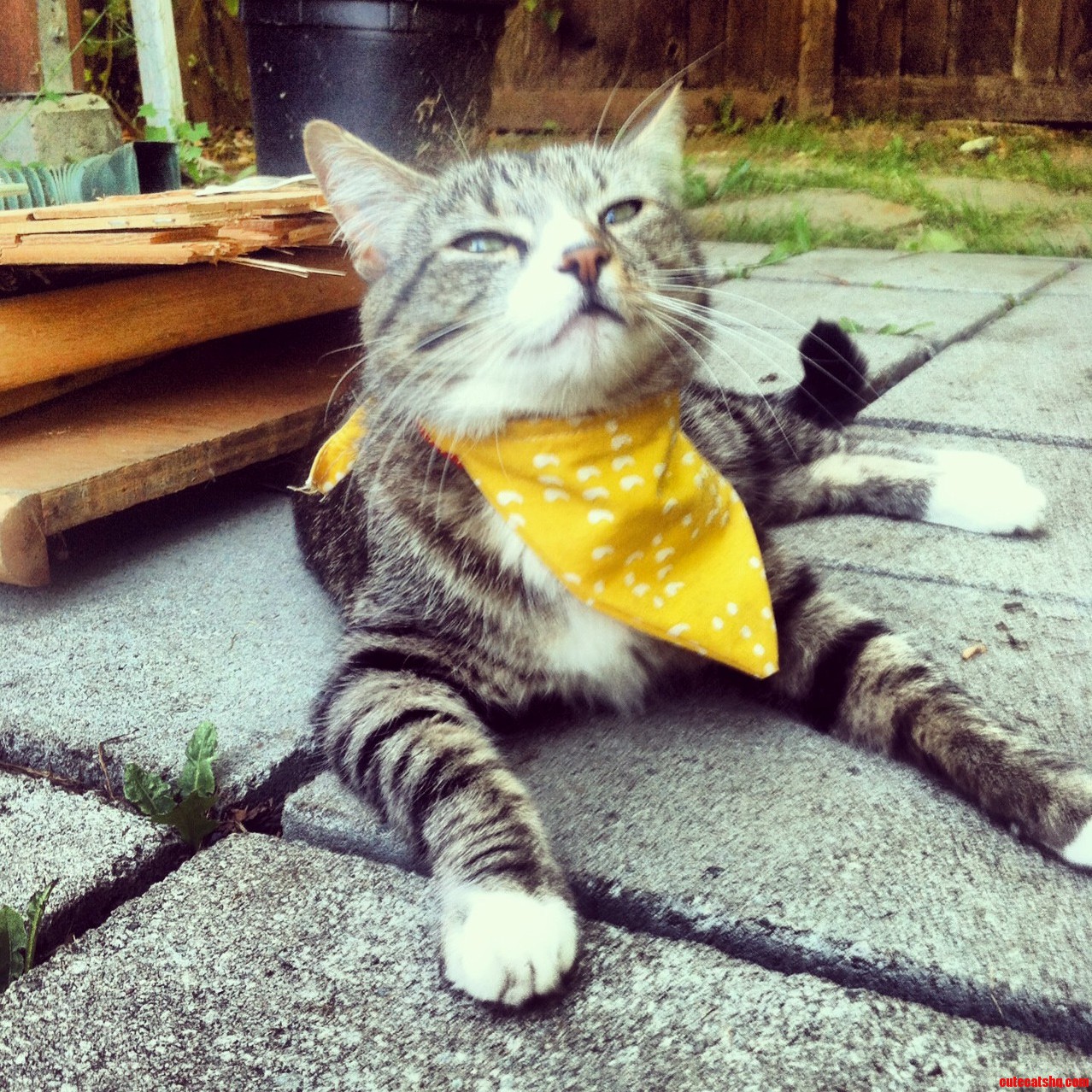 My pal is happy with the bandana i made him
