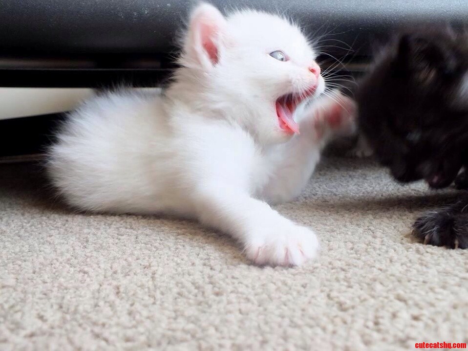 One of my foster babies asserting her dominance with a brutal smackdown