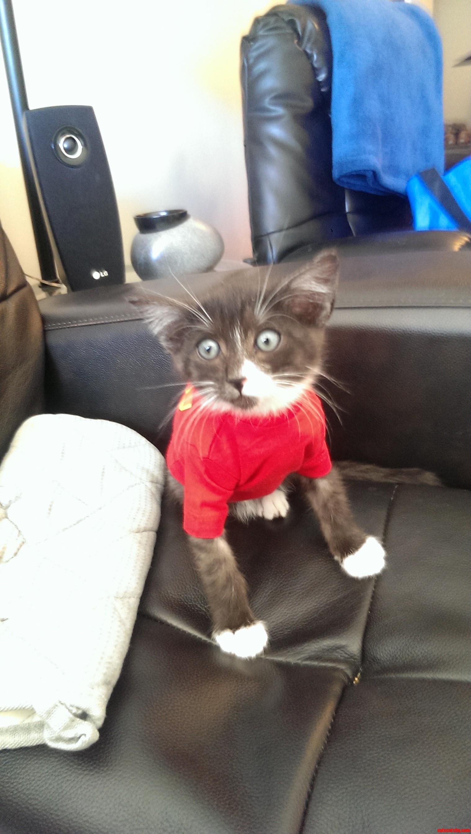 Our cats reaction to wearing a shirt for the first time