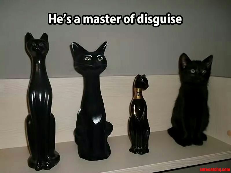 This cat is a master in disguise