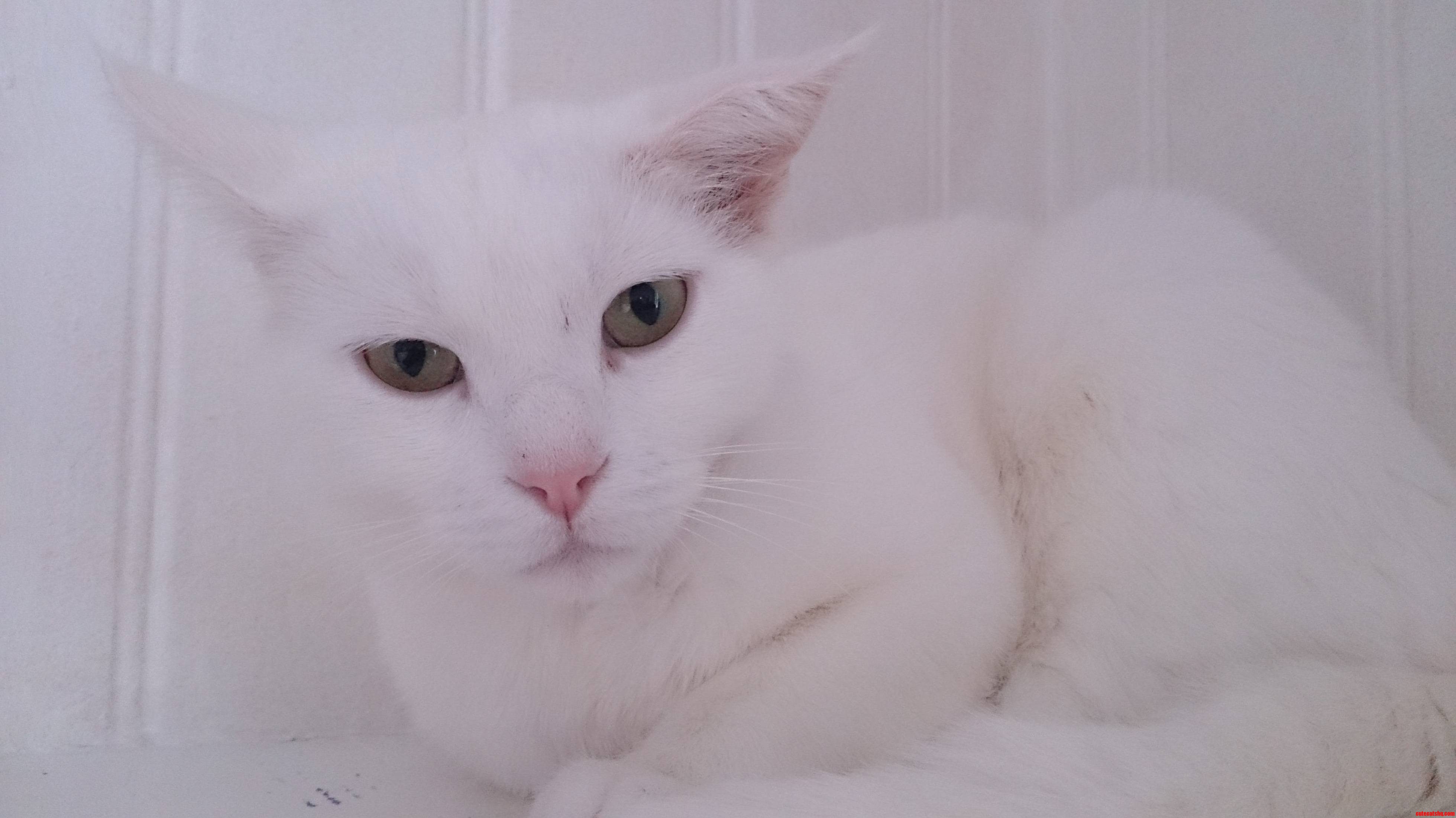 White cat white room.