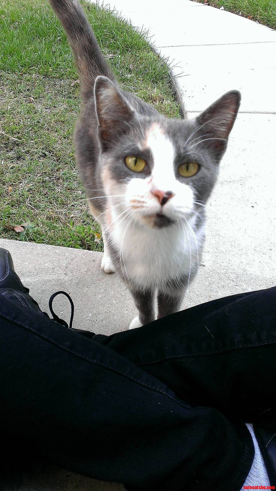 Beautiful stray babygirl has taken a liking to my porch. them eyes though
