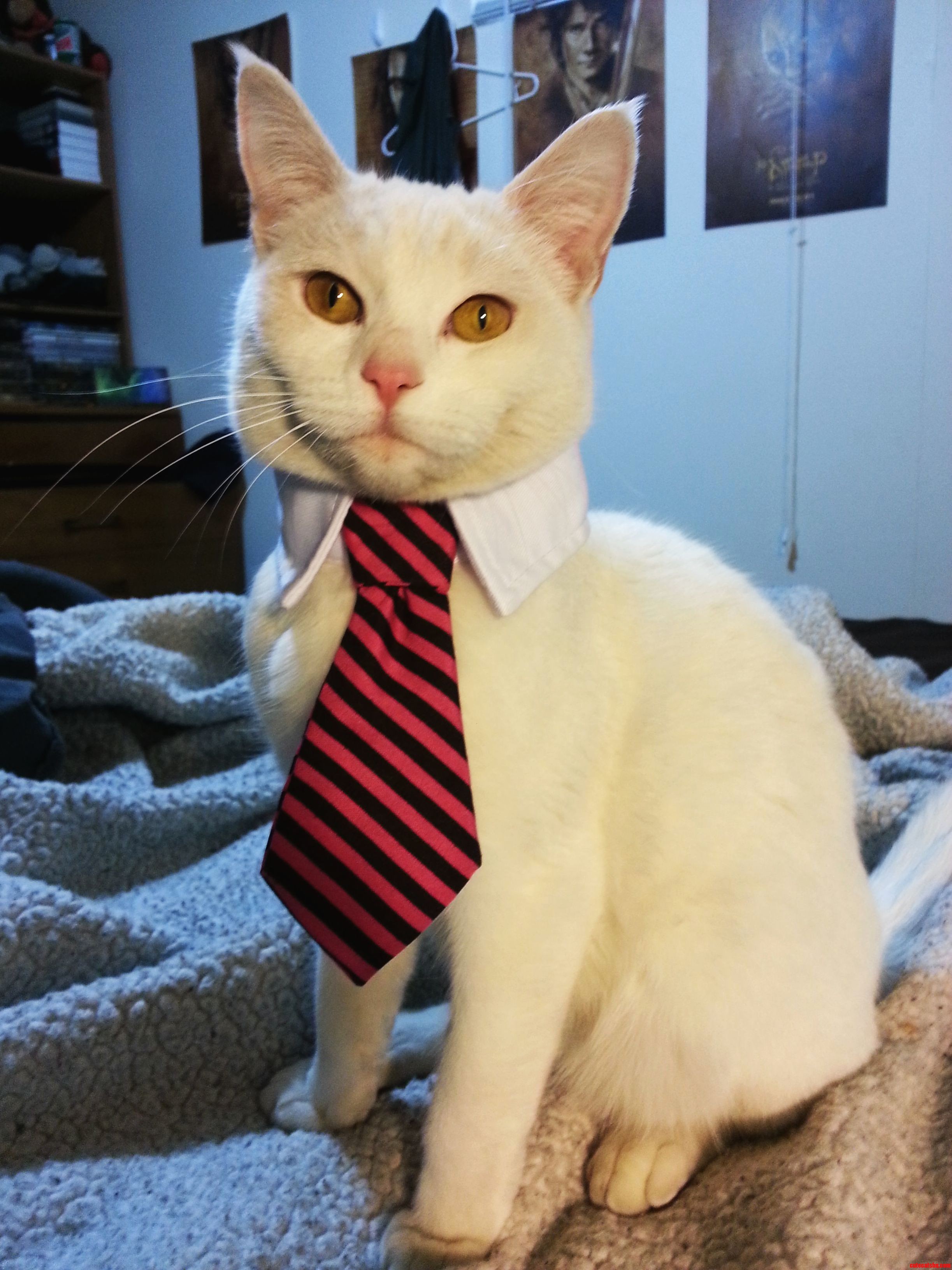 Business cat wants those reports right now
