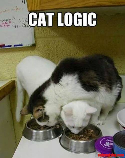 Cat logic