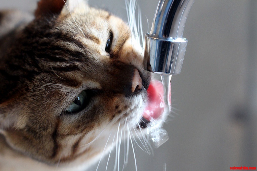Domino will only drink water from the tap. slurp slurp.