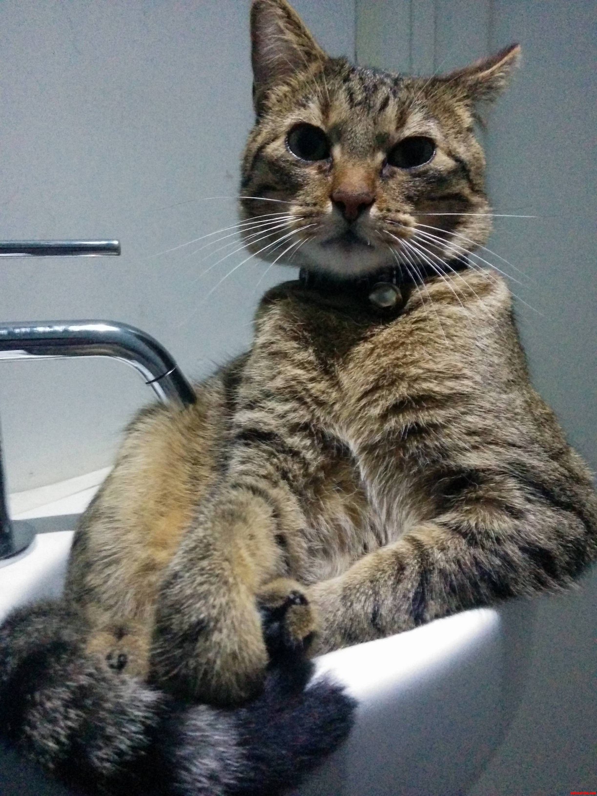 Ever get that feeling youre being judged while having a poo