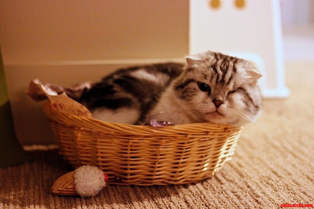 For national cat day here is an adorable baby cyclaws in a basket.
