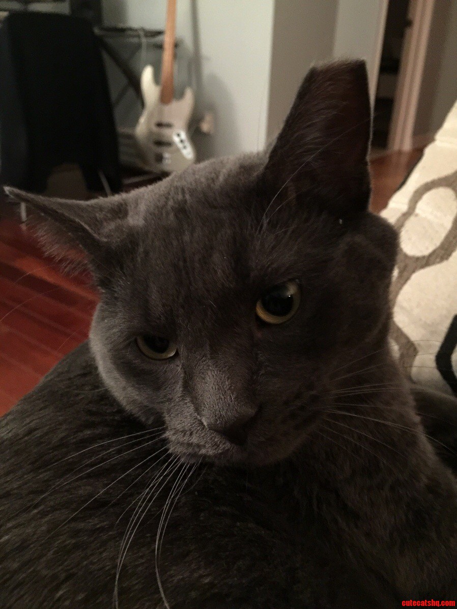 Gary our russian blue mix