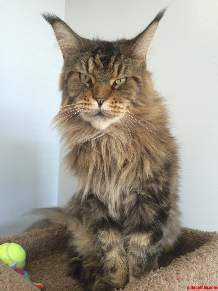 Gorgeous maine coon that lives at my vet office.