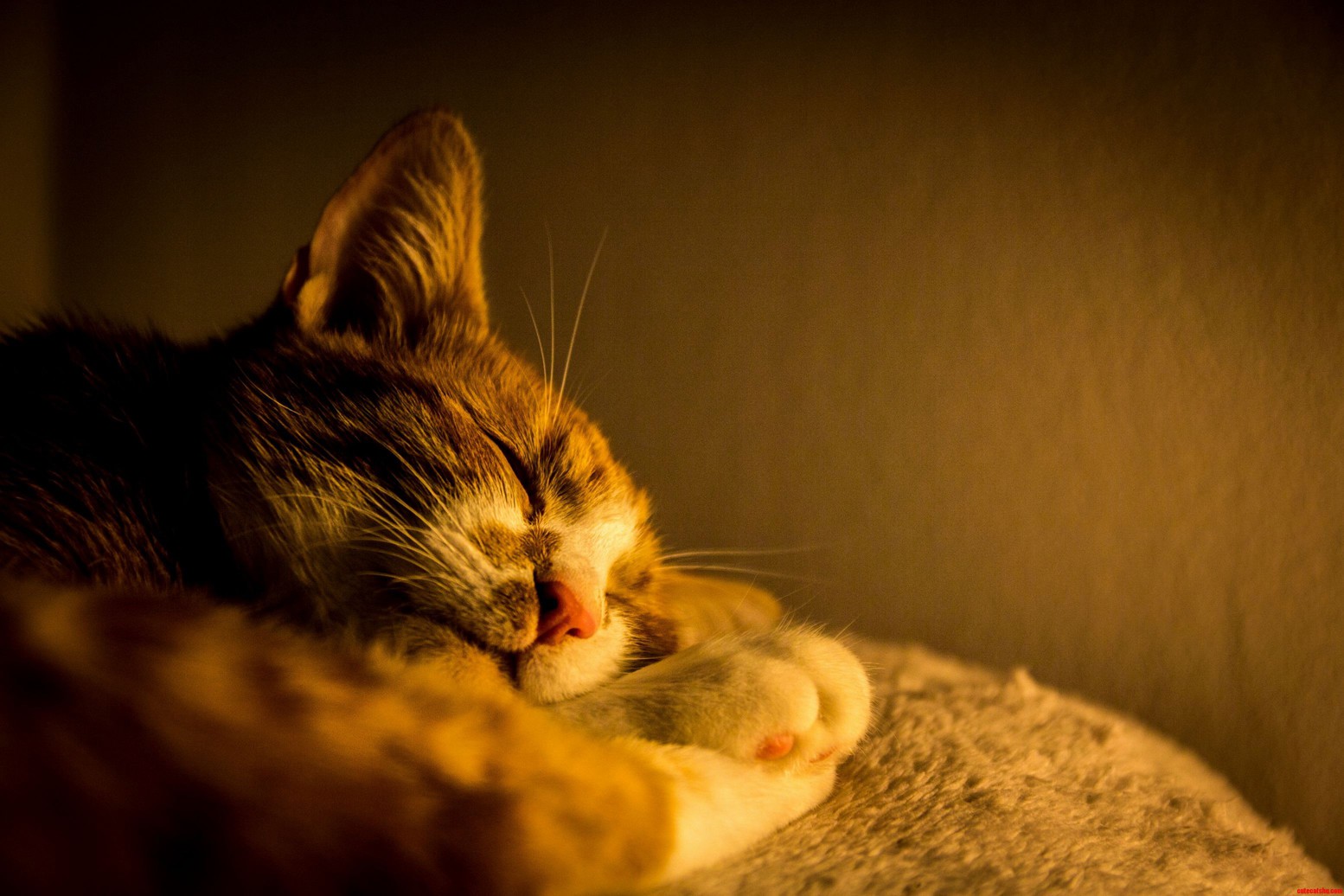 Happy kitty sleepy kitty purr purr purr