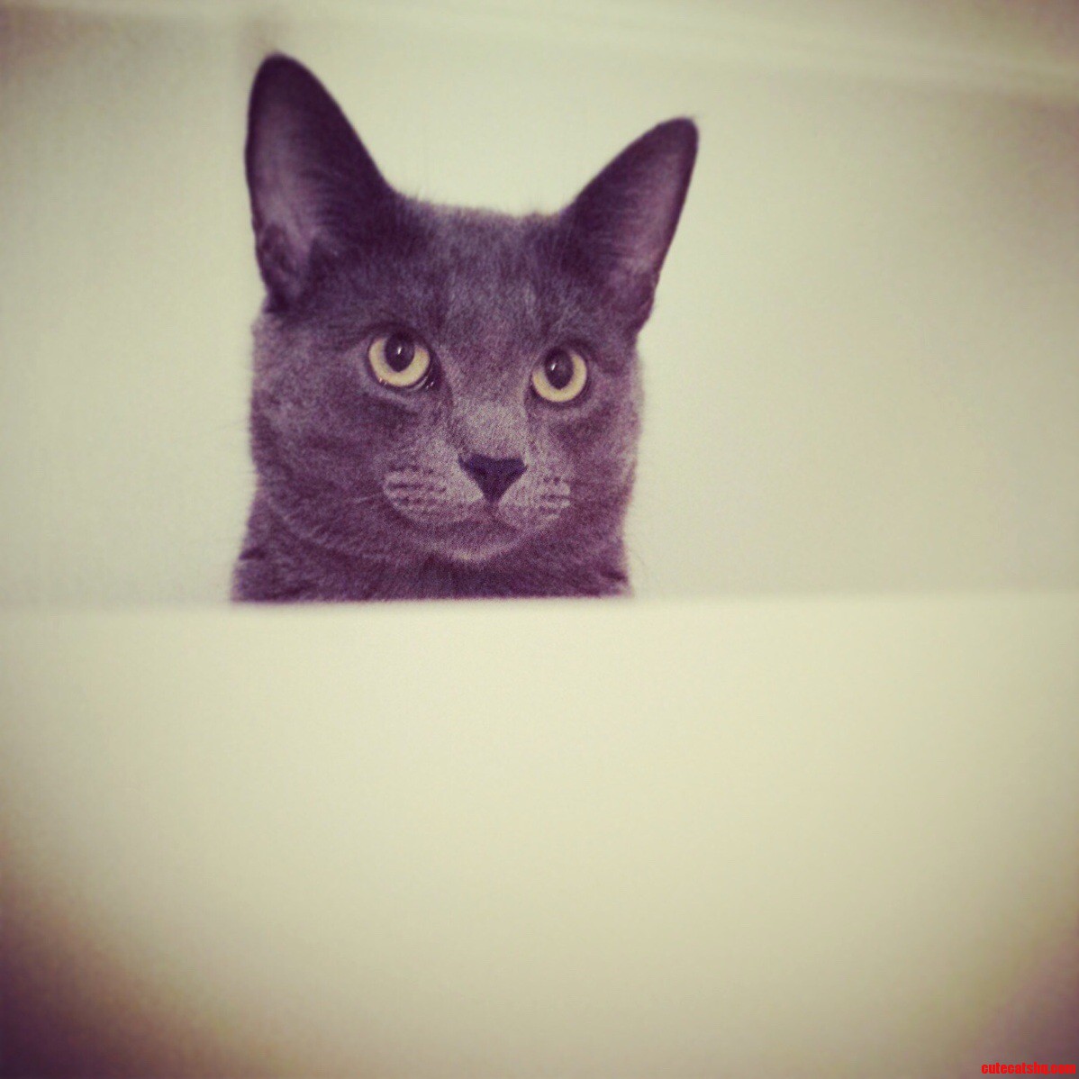 Have never seen a cat that loves being in a bathtub watching people do their business as much as my cat does.