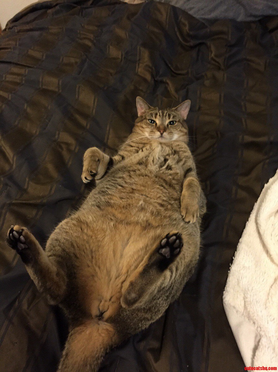 I see your fat cat and raise you…
