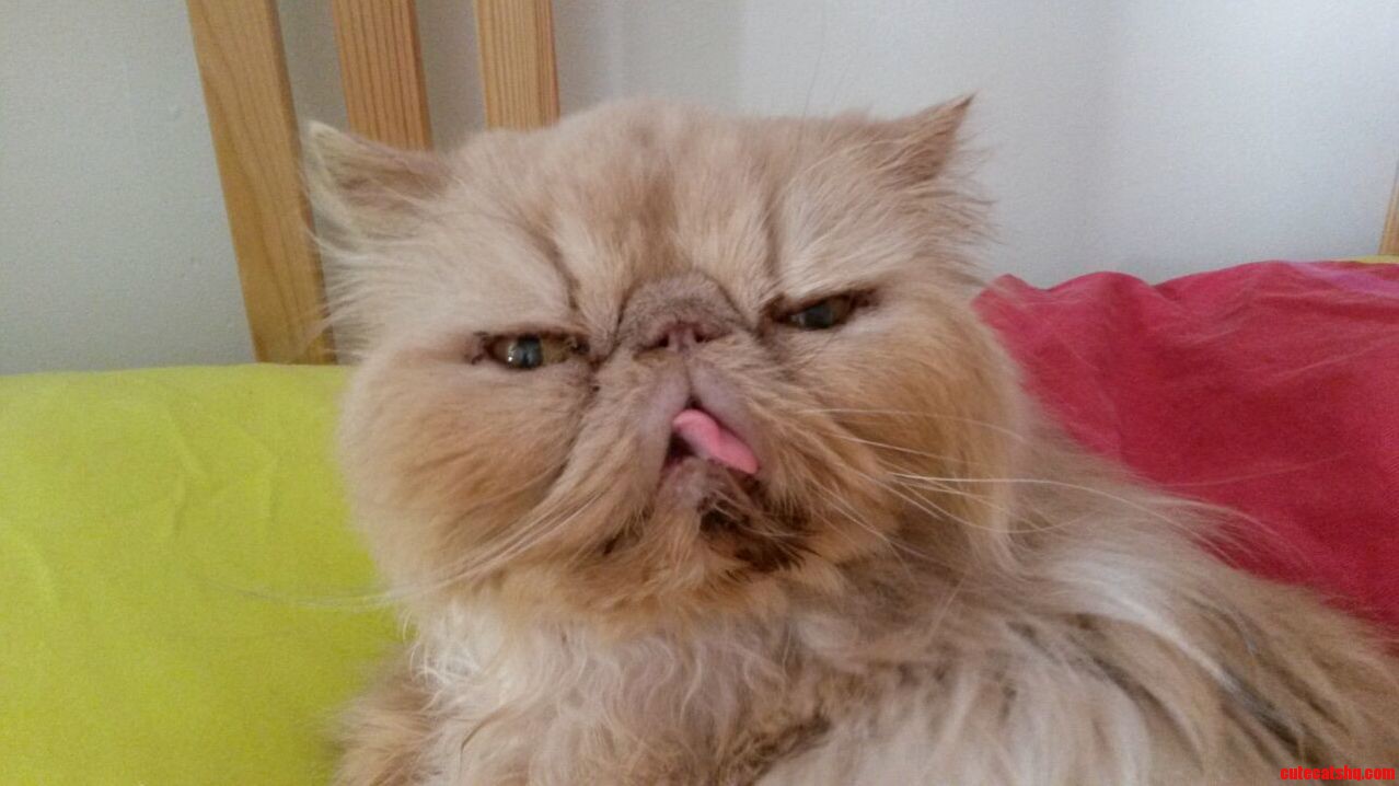 Meet Silvester the 14 year old persian of my girlfriend