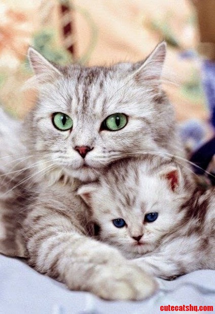 Mom and baby cat looking great together