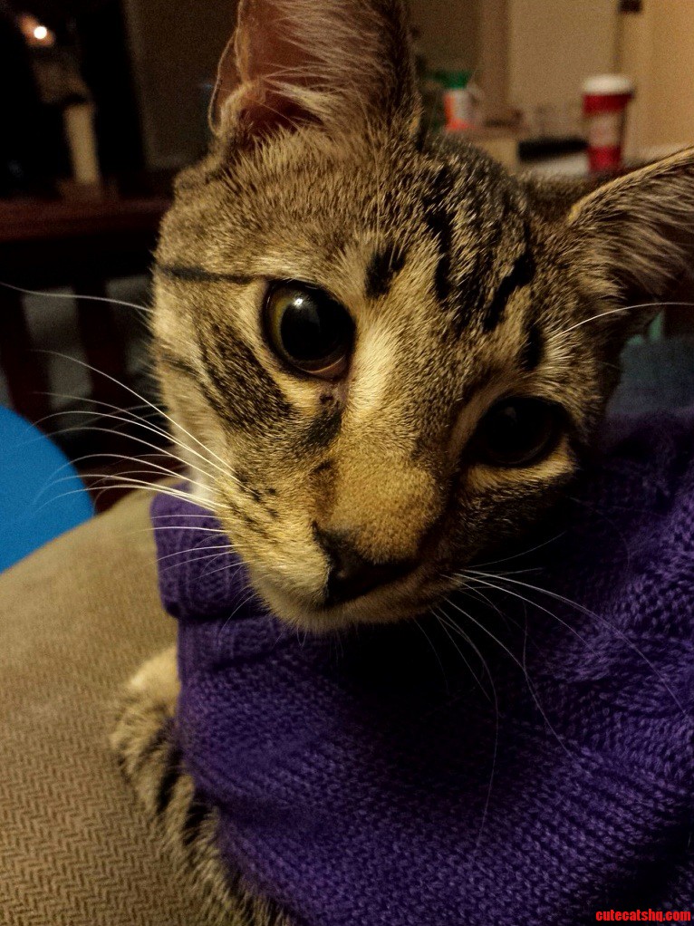 My cat gemma in her sweater.