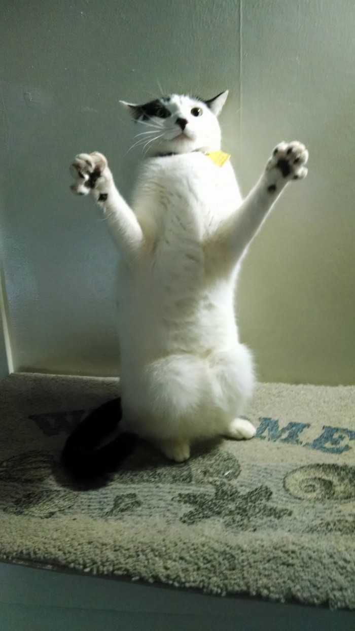 My Cats Stalking Face Cute cats HQ Pictures of cute cats and
