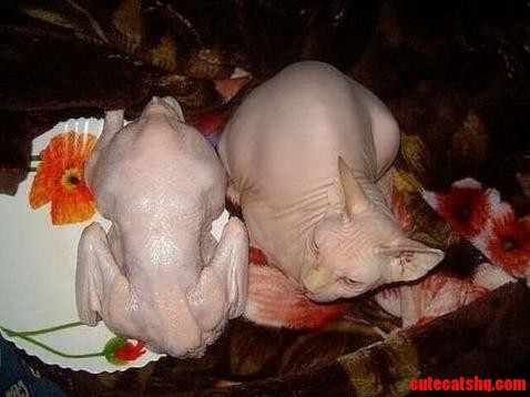 My cousins bald pussy with a turkey