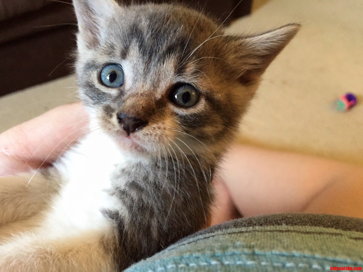 My foster kittens sad face is the sweetest.