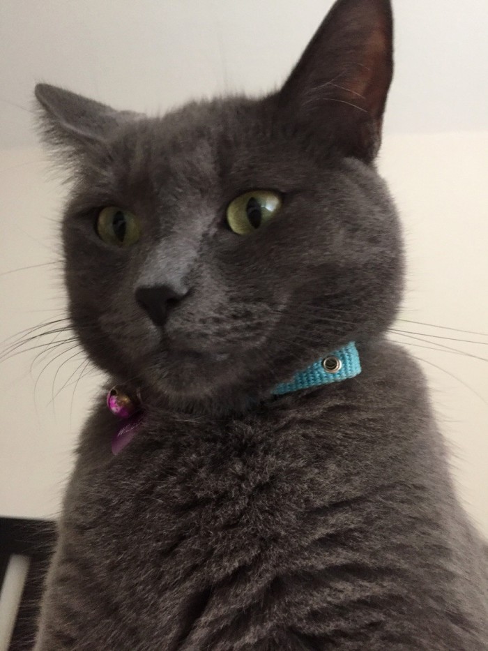 Lindt Chocolate Kitten. Cute cats HQ Pictures of cute cats and