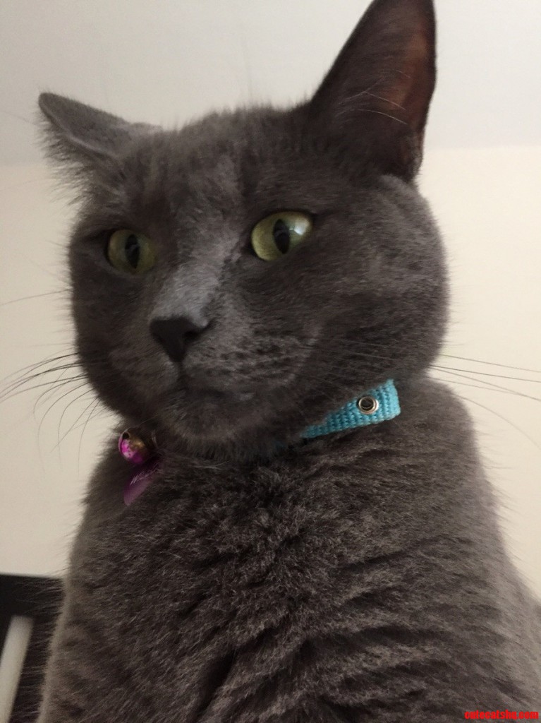 Lindt Chocolate Kitten. Cute cats HQ Pictures of cute cats and