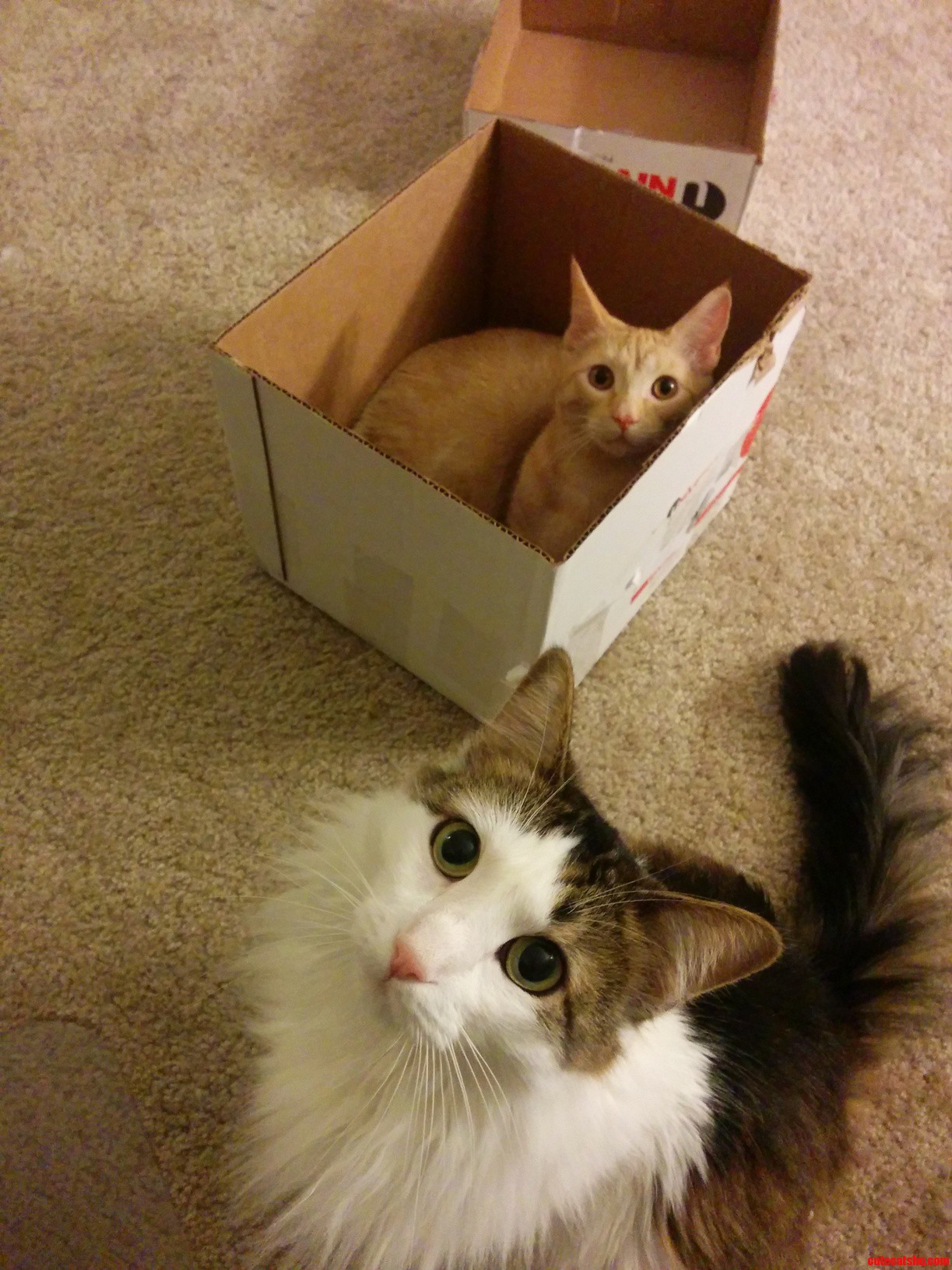 My two kitties posing for the camera. it is loris white one 2nd birthday