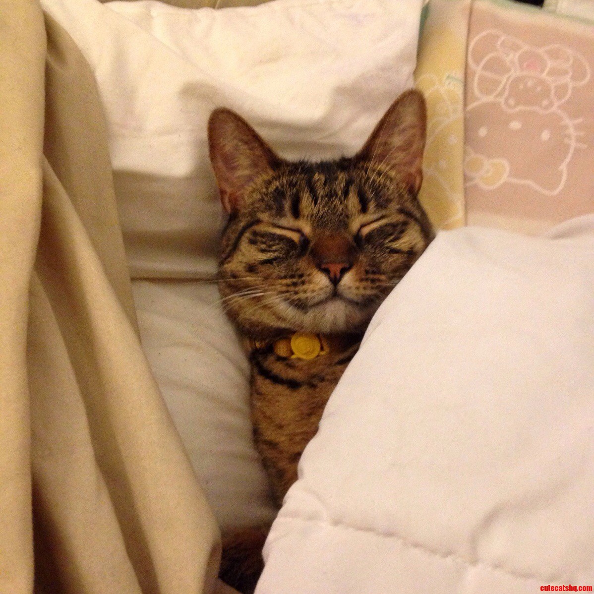 Oliver my half bengal half tabby terror cuddling in my sheets