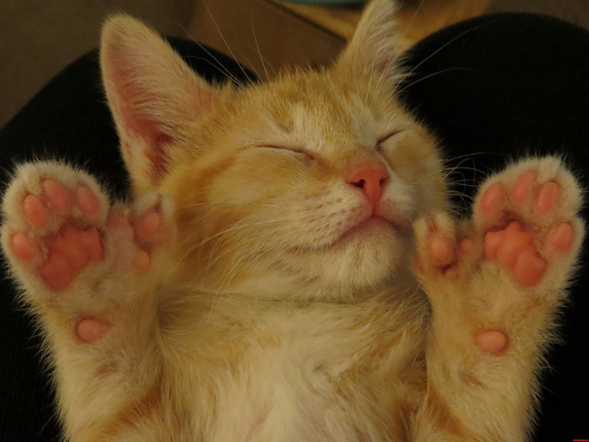 Our foster kitten Fonzie has nine toes on each foot.