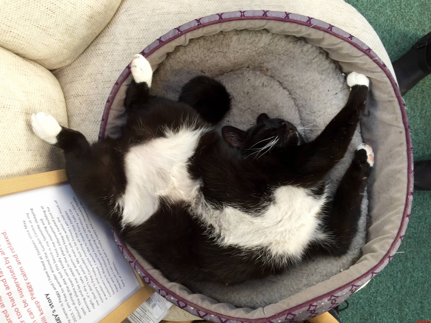 Peggy is my local garden centres cat. this is how she sleeps.