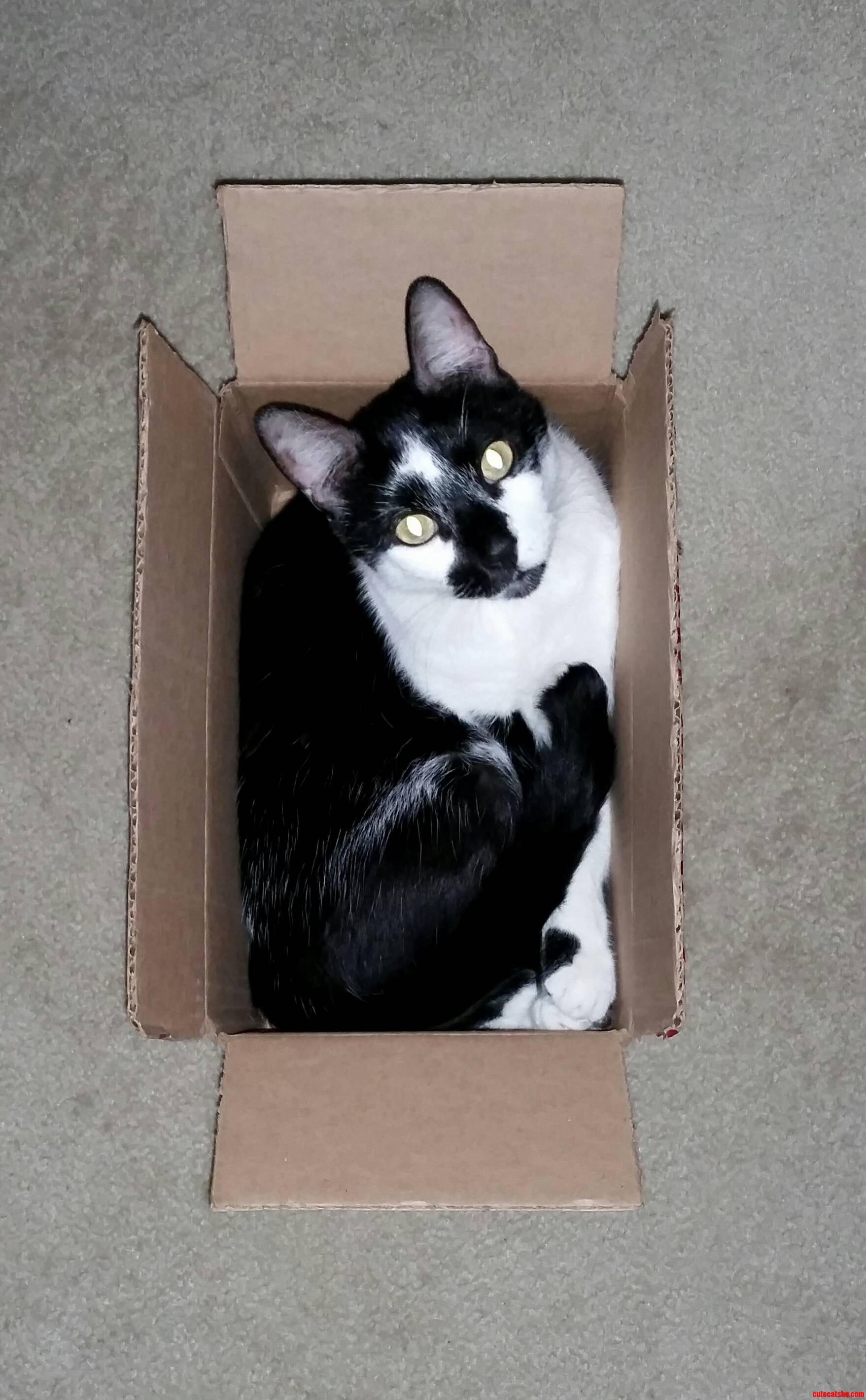 Say hello to kitty. if he fits he always sits.