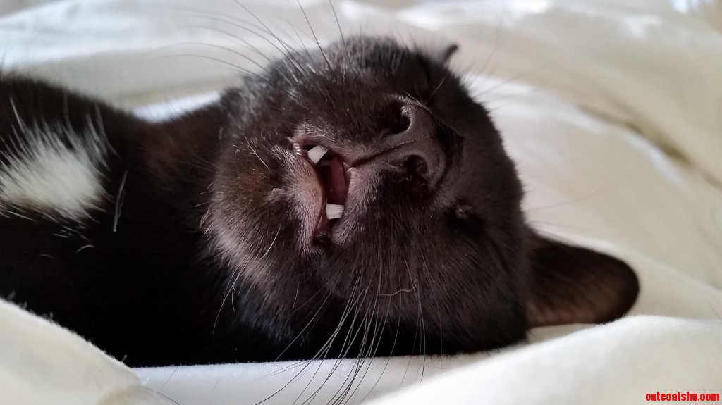 Lindt Chocolate Kitten. Cute cats HQ Pictures of cute cats and