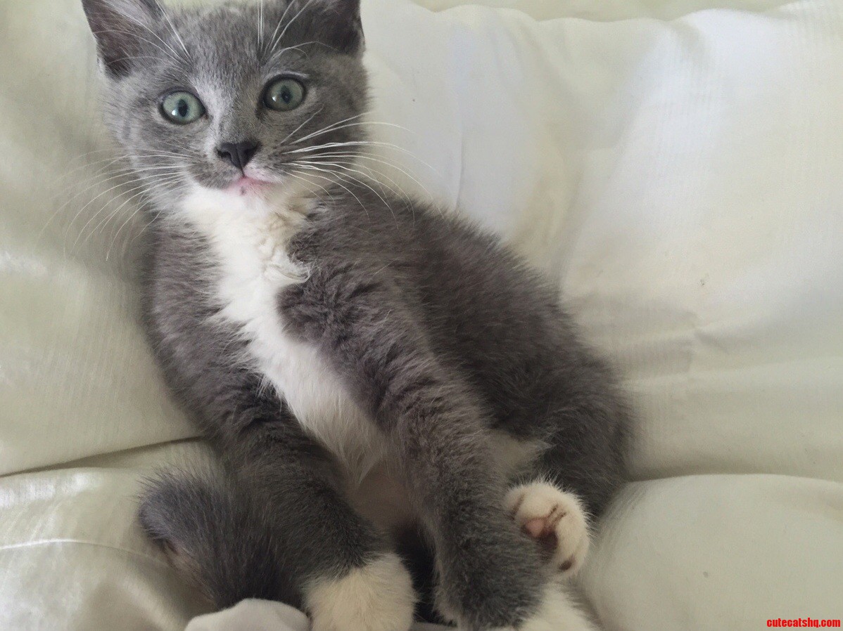 She is a russian blue cross… something. any ideas