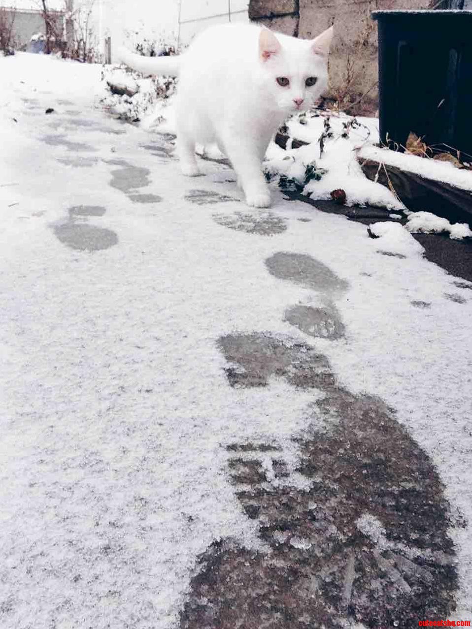 Snow cat