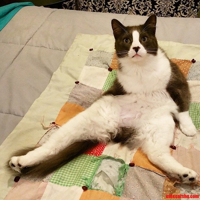 Somebody put some pants on this cat.