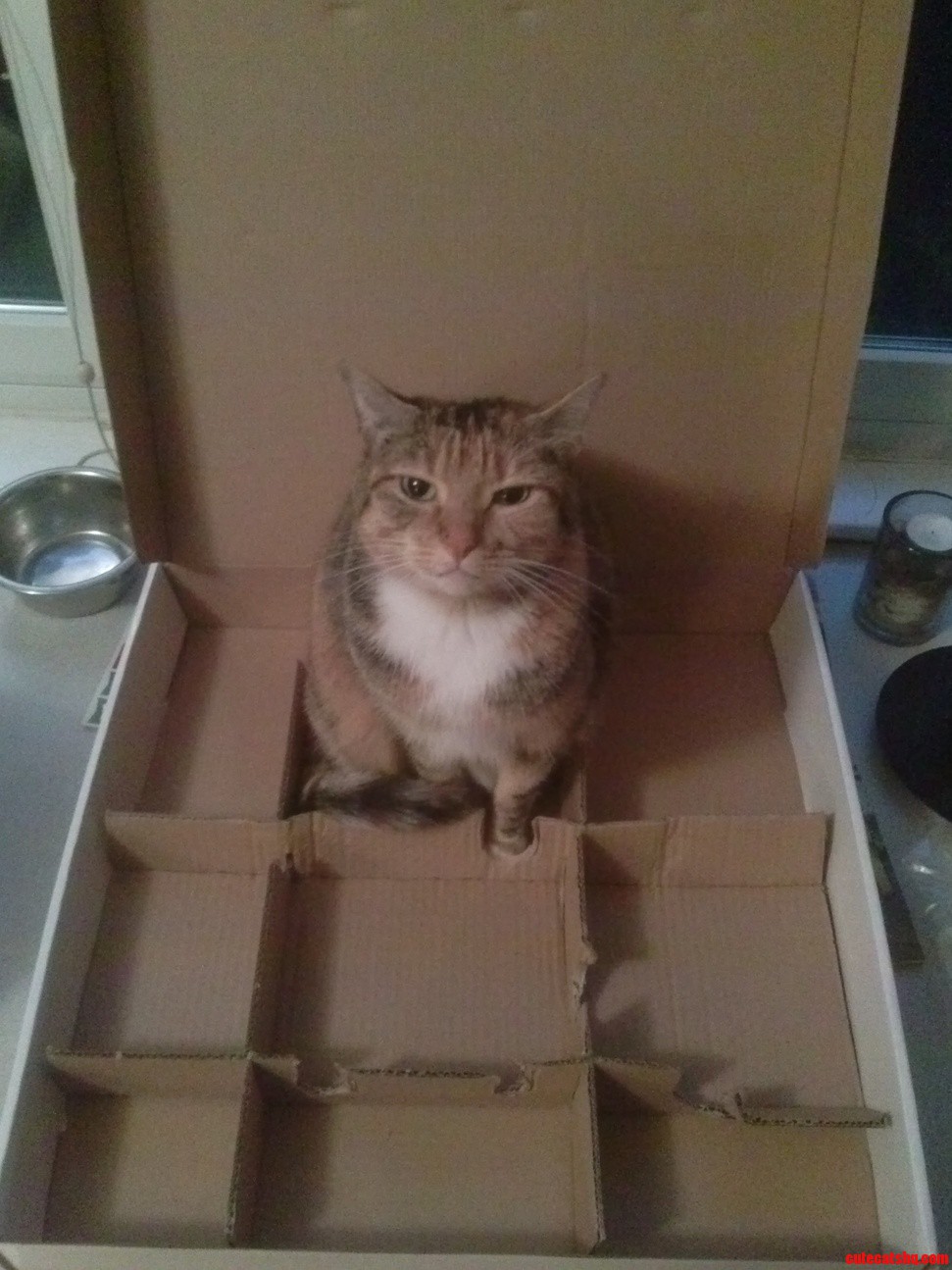 Ultimate cat trap if i fits i sits.