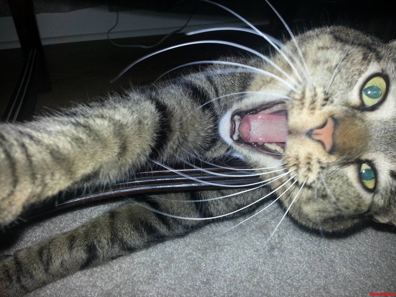 A ferocious yawn