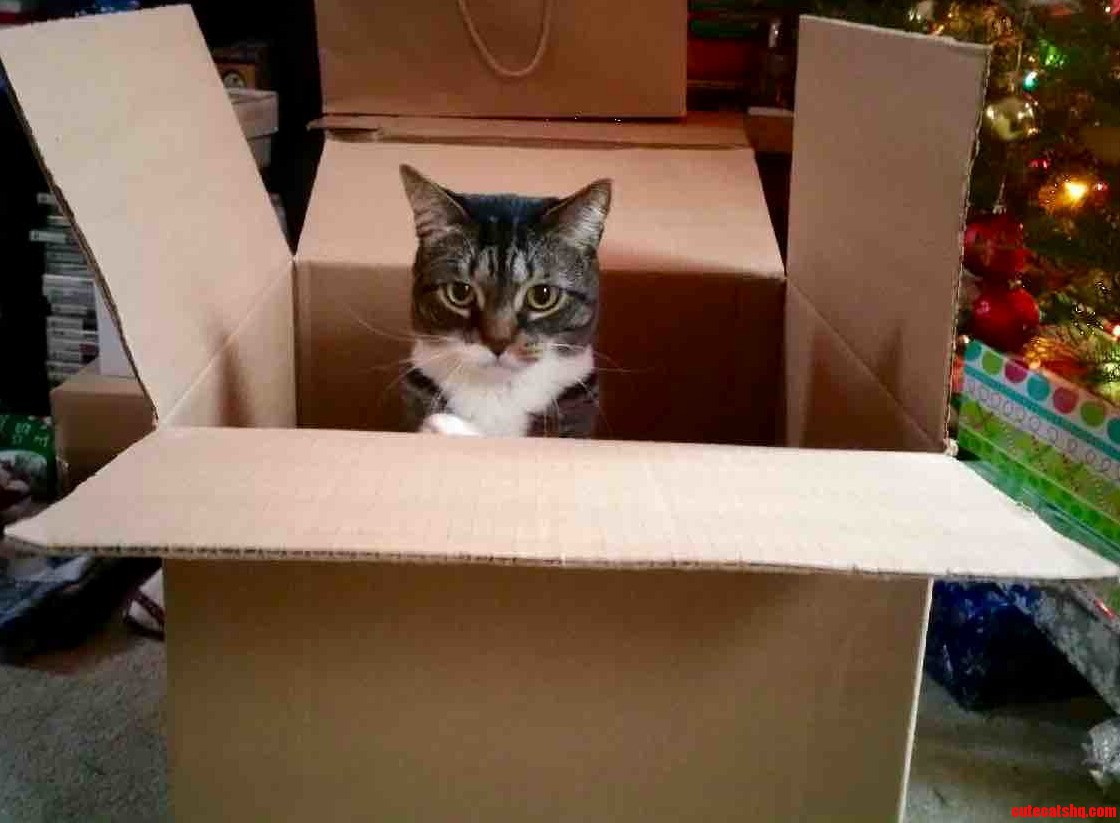 Another perk of christmas guarantee cat in box